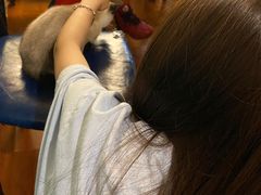 -猫小院猫主题咖啡厅(北锣店)