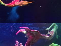 -海合安成都极地海洋公园