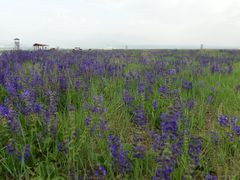 -敕勒川草原
