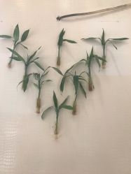 -卡尔诗·科技美肤连锁