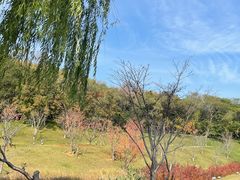 -羊山湖公园