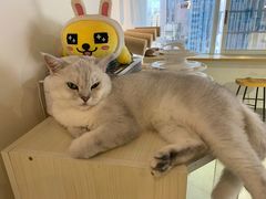 -Heymao猫咖.咖啡厅(东门店)