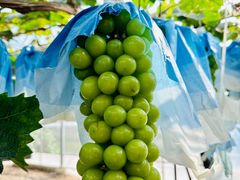 -马陆小张葡萄园农家乐