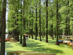 -渌洋湖湿地公园