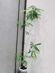-御珠宫坊(壹海城ONEMALL店)