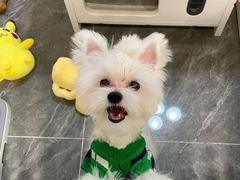 -帕帕拉兹宠物(亚洲旗舰店)