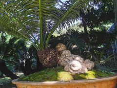 -深圳仙湖植物园