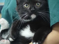 -宠颐生猫科·内科皮肤科(西平世纪城店)