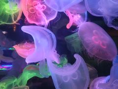 -太平洋海底世界