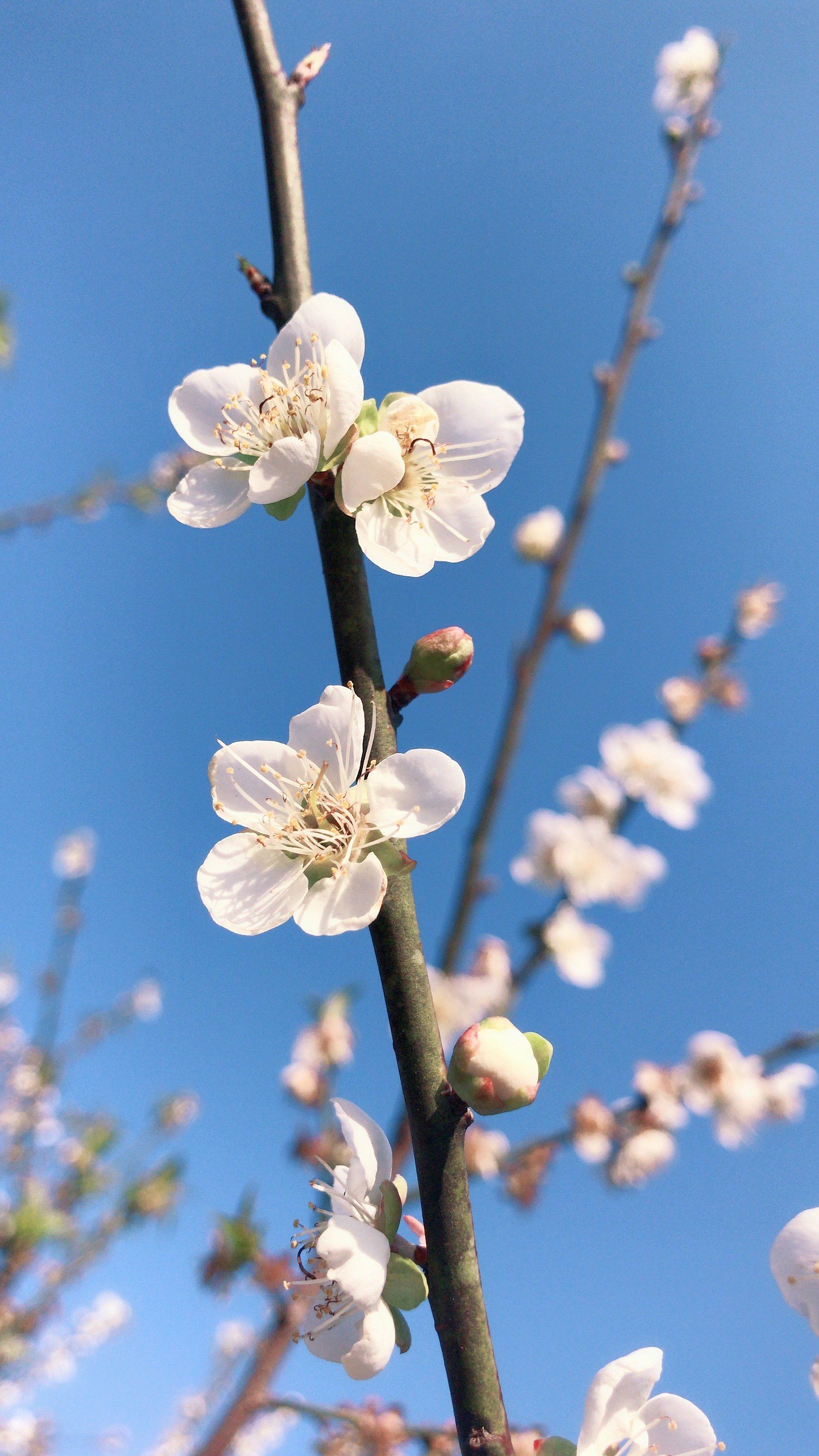 🌸✨香雪公园梅花盛放,定格冬日浪漫瞬间✨🌸
