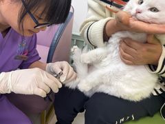 -北京观赏动物医院·24小时大型综合·猫专科·异宠专科