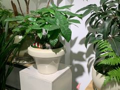 -长春青怡坊鲜花批发(青怡坊花鸟市场店)