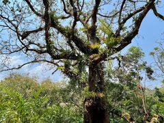 -中国科学院西双版纳热带植物园