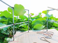 -滕州微山湖红荷湿地景区