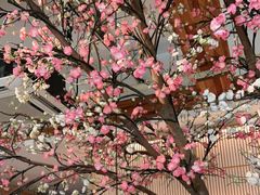 -蜜桃餐厅·伴山(湖滨商业街店)