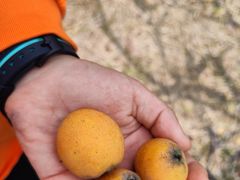 -塘栖枇杷特色园区