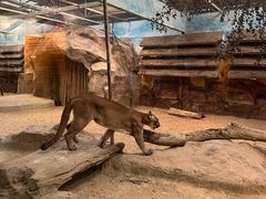 -清迈夜间动物园