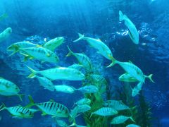 -芜湖新华联大白鲸海洋公园