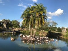 -奥兰多迪士尼动物王国乐园