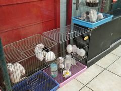 -宝鸡东道花鸟鱼虫市场(吉利花园商场店)
