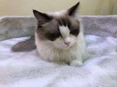 -滚猫咖啡·猫咖·猫友好撸猫(未来城店)