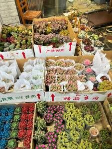 -循礼门鲜花花市(武汉循礼门店)