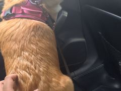 -瑞鹏宠物医院犬猫全科(真大分院)