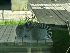 -青藏高原野生动物园