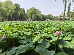 -莲池书院博物馆