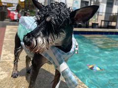 -趣玩宠物乐园寄养训犬训狗游泳池
