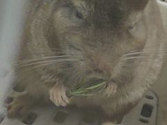 -雨林宠物医院 非犬猫异宠专科