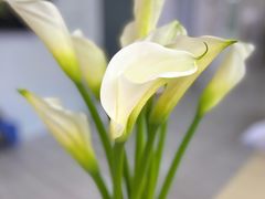 -双季花艺园艺市场(浦东店)