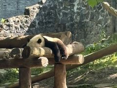 -都江堰中华大熊猫苑