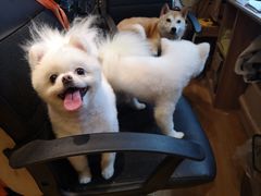 -八公叔叔宠物美容连锁(春申店)