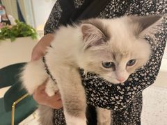 -喵喵咪呀布偶猫咖(春熙路店)