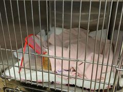 -瑞派·关忠动物医院·异宠专科·犬猫肿瘤·皮肤专科(望京店)