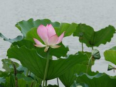 景点-荔湾湖公园