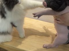 -李小姐の猫咖啡馆(五角场店)