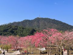 -风云岭森林公园