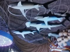 -烟台海昌鲸鲨海洋公园