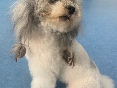 -博特宠物医院24h犬猫全科.骨科·异宠