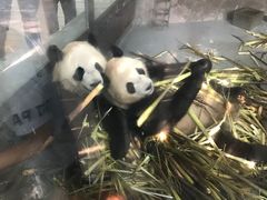 -廖老妈蹄花店(人民公园陕西街259号店)