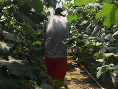 -马陆小张葡萄园农家乐