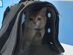 -瑞派福兴宠物医院犬猫全科·骨科·中西医结合(河东店)