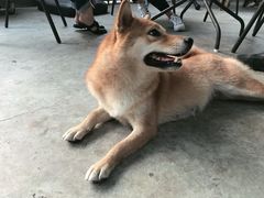 -柴犬高等学院·狗咖·柴犬售卖·宠物训练