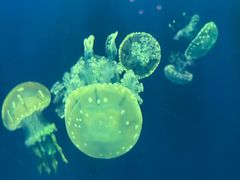 -福州罗源湾海洋世界旅游区