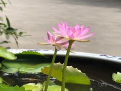 -上海滨江森林公园
