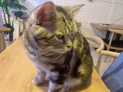 -平行世界·猫咖(首经贸店)