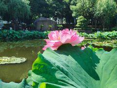 -陈家山荷花公园