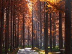 -黄海国家森林公园